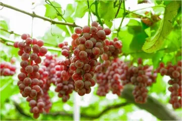 Nanyo Wine Festival 2026