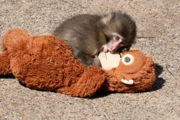 Punch cuddling his orangutan toy (Photo: <a href="https://commons.wikimedia.org/wiki/File:Punch_the_Monkey_Ichikawa_City_Zoo_2026_9.png" target="_blank" rel="noreferrer noopener nofollow">Daiei Onoguchi</a> / <a href="https://creativecommons.org/licenses/by-sa/4.0/deed.en" target="_blank" rel="noreferrer noopener nofollow">CC BY-SA 4.0</a>)