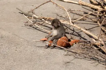 Punch sitting on his stuffed orangutan (Photo: <a href="https://commons.wikimedia.org/wiki/File:Punch_the_Monkey_Ichikawa_City_Zoo_2026_6.png" target="_blank" rel="noreferrer noopener nofollow">Daiei Onoguchi</a> / <a href="https://creativecommons.org/licenses/by-sa/4.0/deed.en" target="_blank" rel="noreferrer noopener nofollow">CC BY-SA 4.0</a>)