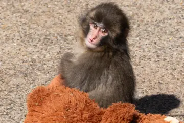 Punch looking back at his teddy (Photo: <a href="https://commons.wikimedia.org/wiki/File:Punch_the_Monkey_Ichikawa_City_Zoo_2026_2.png" target="_blank" rel="noreferrer noopener nofollow">Daiei Onoguchi</a> / <a href="https://creativecommons.org/licenses/by-sa/4.0/deed.en" target="_blank" rel="noreferrer noopener nofollow">CC BY-SA 4.0</a>)