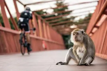 Macaque monkey sitting on a bridge (Photo: Tan Yong Lin / Shutterstock.com)