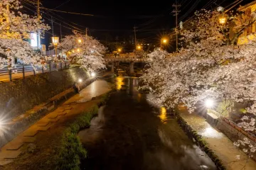 Tamatsukuri Onsen Cherry Blossom Festival 2027