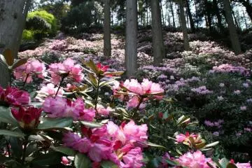 Oki Rhododendron Garden Rhododendron Festival 2026