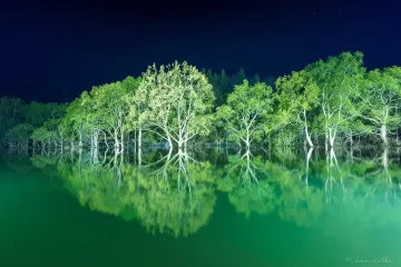 Shirakawa Lake Submerged Forest Light-Up 2026