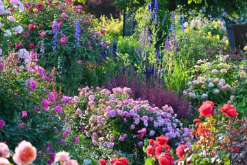 Fragrant Rose Festival 2026