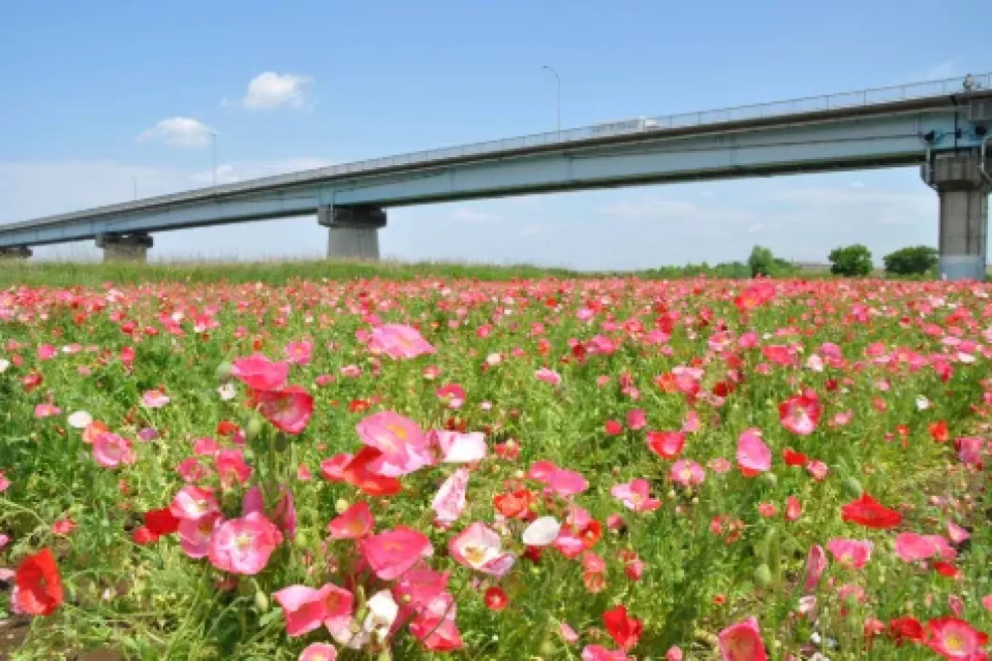 Edogawa Matsudo Flower Line Spring Festival 2026