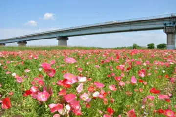Edogawa Matsudo Flower Line Spring Festival 2026