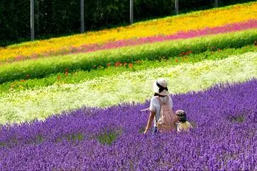 Lavender fields of Furano