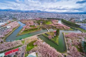 Cherry blossoms in Goryokaku Park