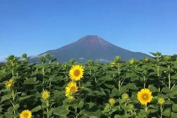Japan Earns Spots on World's Most Beautiful Flower Destinations List