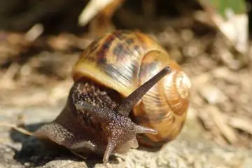 Mountain climbing snail (Photo: Matthew Shewchuk)