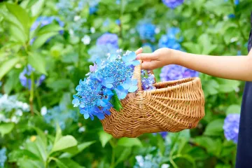 Hydrangea Festival at Gunma Flower Park 2026