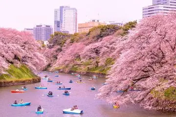 Japan's Cherry Blossoms Join Mid-Life Bucket List