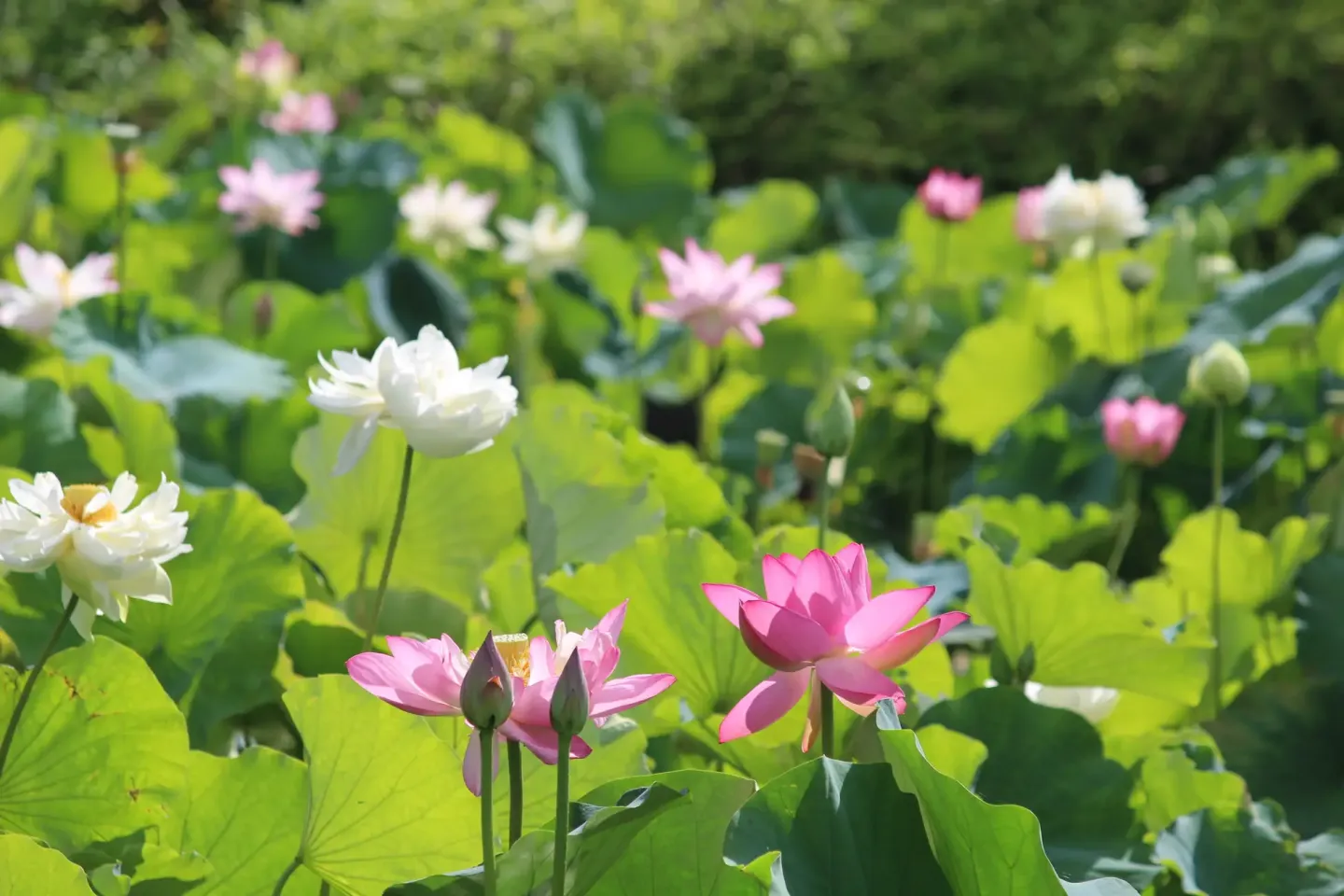 Photo: Seibu Landscape Co., Ltd. / PR Times