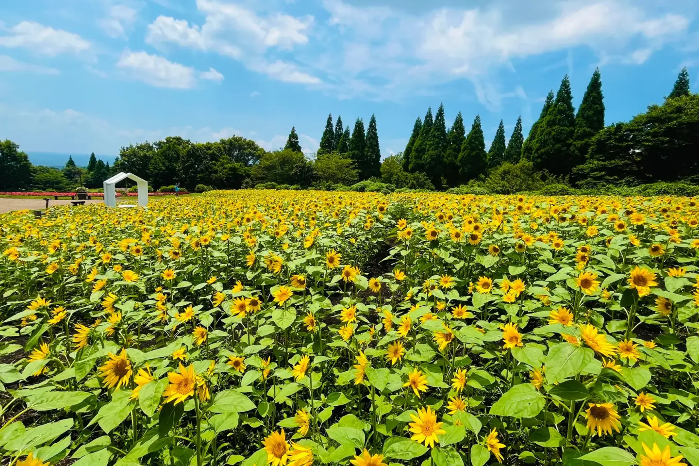 Photo:  Miharashi Hill by day – Kuju Flower Park / PR Times