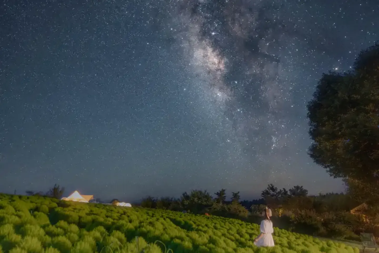 Photo: Kuju Flower Park / PR Times