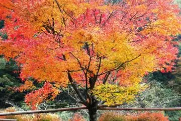 Fall Foliage in Gokanosho