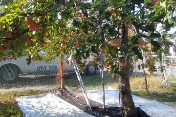 Fruit Picking in Nakagomi Orchard 