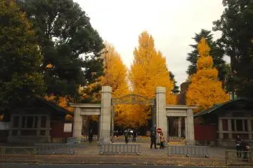 Todai Gingko in Autumn