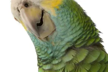 Birdwalking
