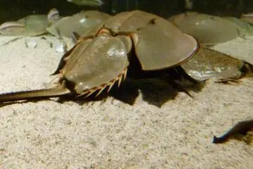 Japanese "Kabutogani" Horseshoe Crab (Photo: Get Hiroshima)