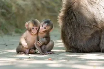 Japanese Macaque Monkeys