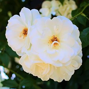 Lily
