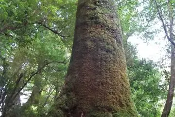 Yakusugi Land, Yakushima