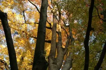 The light shines through the golden leaves (Photo: Bret de Colebi)