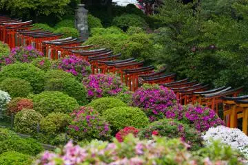 Azalea Festival, Nezu Shrine