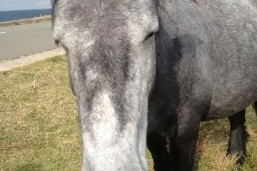 Wild Horses of Cape Shiriya