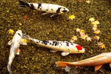 Autumn Leaves on Koi Pond (Photo: <a href="https://www.flickr.com/photos/kimtetsu/16843889075/in/photolist-rErkoB-98h2wq-erLzRj-d8n9US-earKSn-e8Mh5J-dvmsp4-aWe4Tr-o2PFXx-nZWGzU-at83D5-yu6r1-drHU4c-Q1pSv-yu5zj-nXZUVU-nHy1NA-yu3qJ-dYZT4D-au8rYT-psGx3K-5ByYdF-3jReqh-5YftK1-aMFX4R-okNe2-qJgdBo-zsakW-aMFXuB-6918sk-hSVJj-yu1FH-atoo7G-qnpjir-yu644-du27zr-yu77n-zsa4S-695jg1-rSmrKH-49Mteo-nHyU9D-b5ZAJM-auvAAx-yu6hK-e3sC9f-5Ybvd2-o13r8v-6916R4-ehivfB" target="_blank" rel="noreferrer noopener nofollow">Tetsushi Kimura</a> / <a href="https://creativecommons.org/licenses/by-nc-nd/2.0/" target="_blank" rel="noreferrer noopener nofollow">CC BY-NC-ND 2.0</a>)