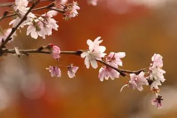 Plum Blossums in a timeless moment (Photo: <a href="http://www.flickr.com/photos/merec0/2073877552/sizes/m/in/photostream/" target="_blank" rel="noreferrer noopener nofollow">Merec 0</a> / <a href="https://creativecommons.org/licenses/by/2.0/" target="_blank" rel="noreferrer noopener nofollow">CC BY 2.0</a>)