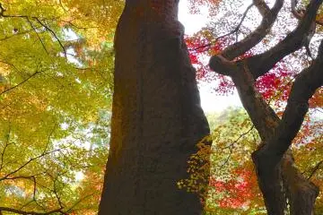Kyoto's Konchi-in Temple and Garden