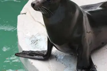 Tobe Zoo
