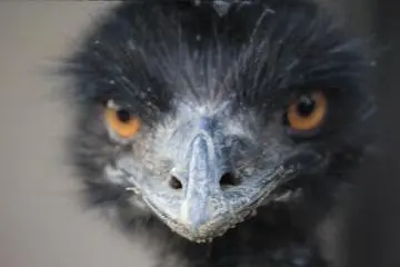 Emu (Photo: Laura MacLean)