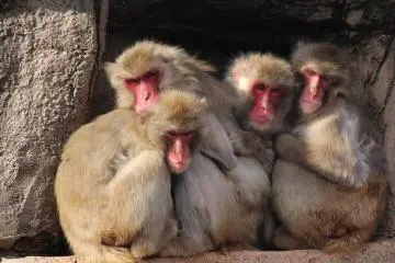 Japanese monkeys (Photo: Laura MacLean)