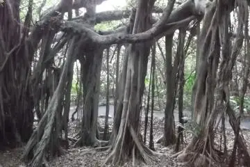 Gajumaru Banyan Garden, Yakushima