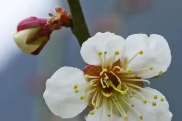 Mt. Iwara Plum Blossoms