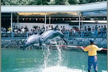 Enjoy the dolphin performances! (Photo: Mie Prefecture)