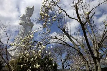 Ogawara Cherry Blossom Festival