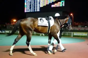 The Paddock