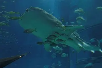 Whale Shark Exhibition