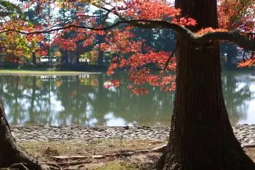 Temple Garden