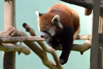 Chiba Zoological Park