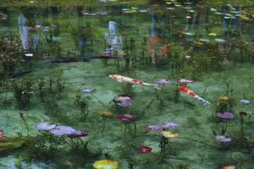 Monet's Pond