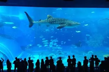 Okinawa Churaumi Aquarium