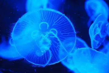 The Ocean Journey