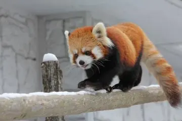 Zoo Sapporo Maruyama