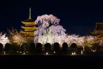 Cherry Blossoms
